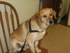 Brody