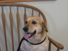 Brody