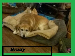Brody
