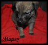 Mopsy Puppy