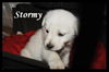 *Stormy Puppy* Foster Needed by 4-21