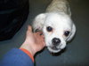 Corkie