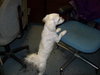 Corkie