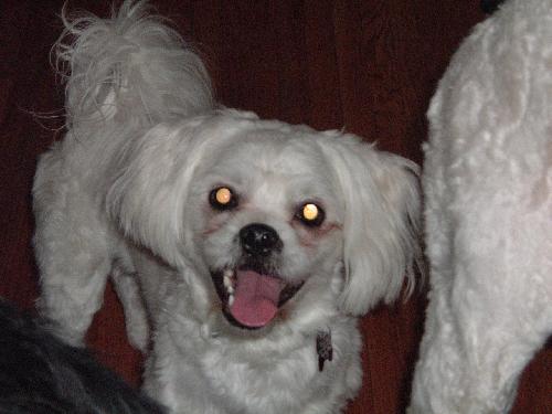 Corkie
