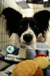 Marina Puppy