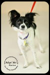 Marina Puppy