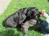 Lola