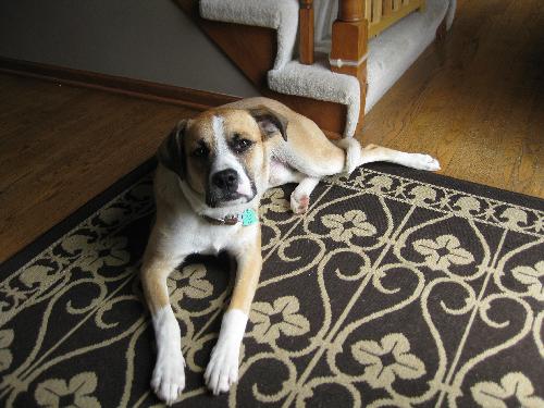Dozer
