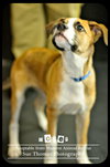 Dozer