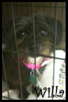 Gertie