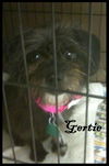 Gertie