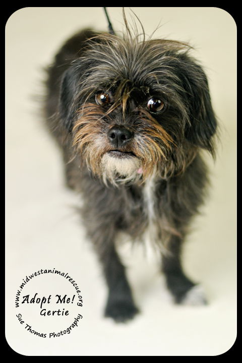 Gertie
