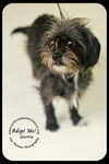 Gertie