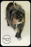 Gertie