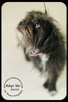 Gertie