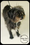 Gertie
