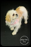 Miss Molly