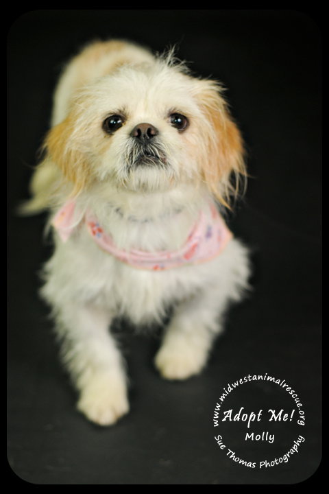 Miss Molly