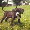 Amos Puppy