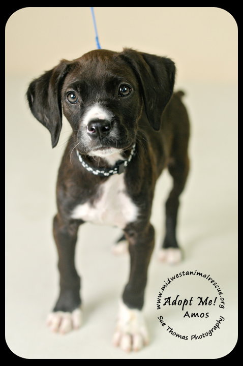 Amos Puppy