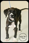 Amos Puppy