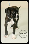 Amos Puppy