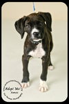 Amos Puppy