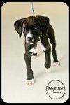 Amos Puppy