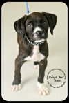 Amos Puppy