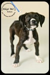Amos Puppy