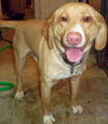 Cletus