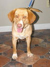 Cletus