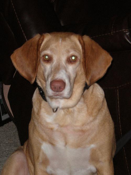 Cletus