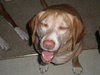 Cletus