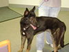Shep