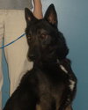 Shep