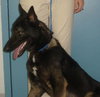 Shep