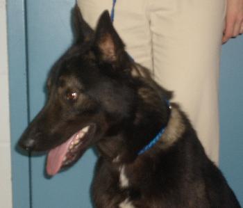 Shep