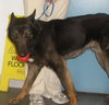 Shep