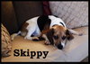 Skippy