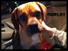 Marley