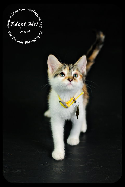 Mari- Urgent!  Foster Needed!