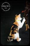 Mari- Urgent!  Foster Needed!