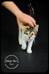 Mari- Urgent!  Foster Needed!