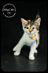 Mari- Urgent!  Foster Needed!