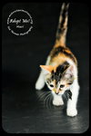 Mari- Urgent!  Foster Needed!