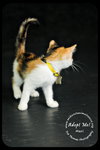 Mari- Urgent!  Foster Needed!