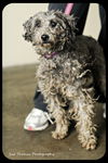 Oliver - Has been Found and is Safe!