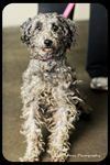 Oliver - Has been Found and is Safe!
