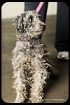 Oliver - Has been Found and is Safe!